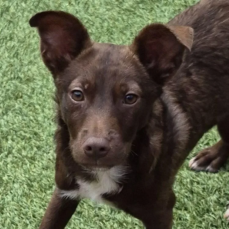 A young small-sized male Brown / Chocolate Schnauzer dog named Kobe for adoption in Carrollton, TX