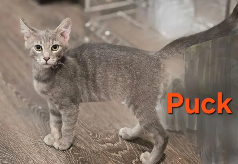 Puck