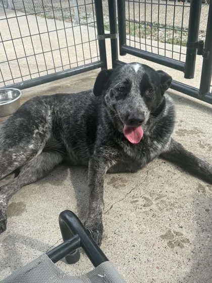 An adult medium-sized female Cattle Dog dog named Olivia for adoption in Bowling Green, KY