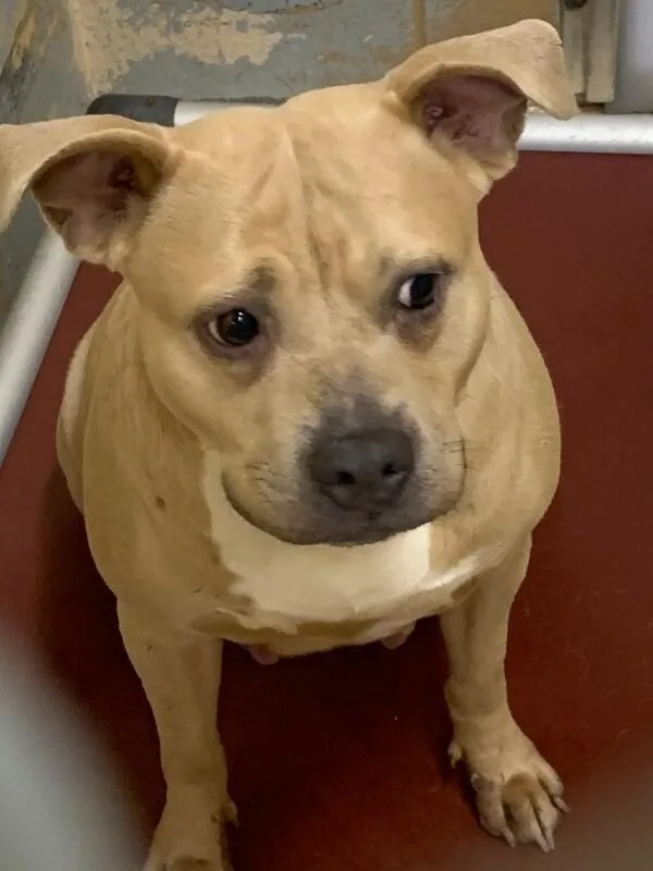 An adult large-sized female Brown / Chocolate Mixed Breed dog named Trixie for adoption in Cincinnati, OH