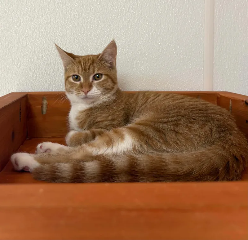 A young small-sized female Tabby (Orange / Red) Domestic Short Hair cat named Ember for adoption in Paris, ME