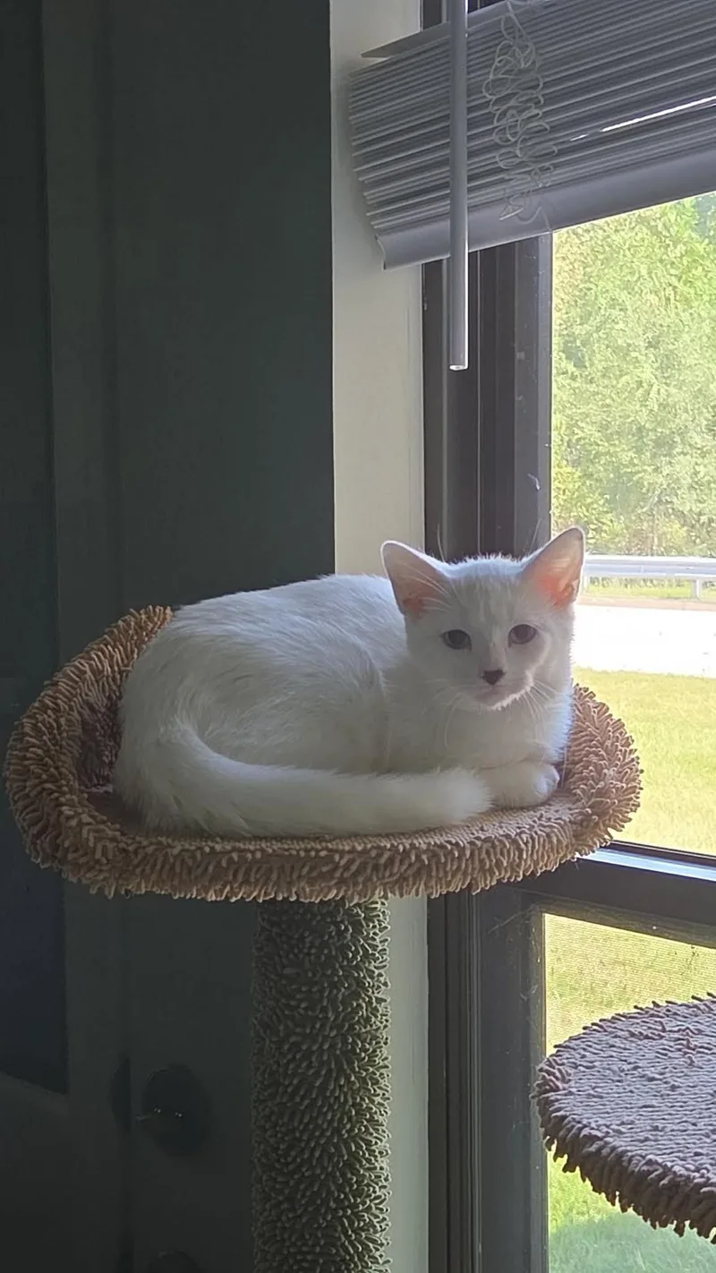 A baby medium-sized female White Domestic Short Hair cat named Yeti for adoption in Overland Park, KS