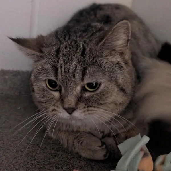 An adult medium-sized female Domestic Short Hair cat named Faye Bonded Buddy for adoption in Des Moines, IA