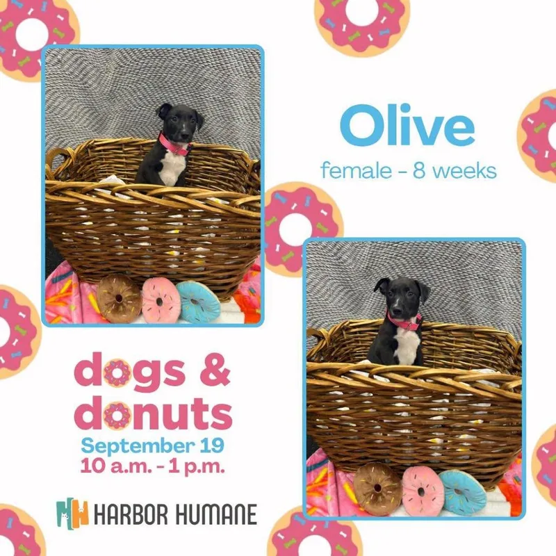 Olive thumbnail 2