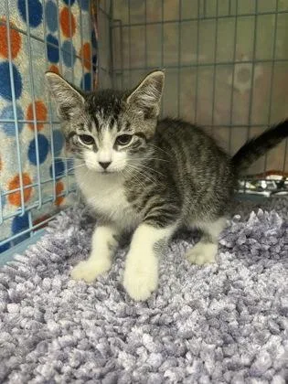 A baby small-sized male Domestic Short Hair cat named Optimus Prime for adoption in Gainesville, FL