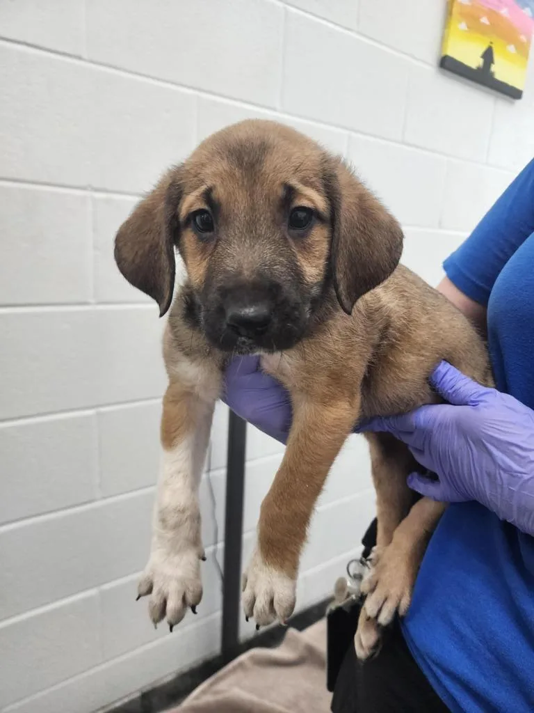 A young small-sized female Mixed Breed dog named Beauty for adoption in Oxford, NC