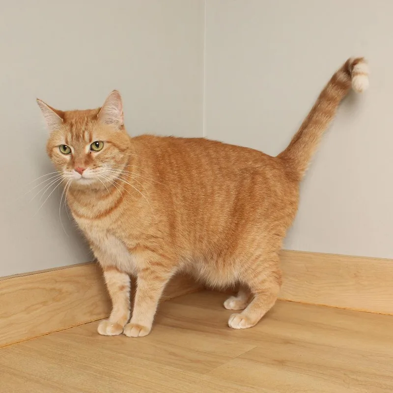 A senior extra large-sized female Orange / Red Domestic Medium Hair cat named Peaches C for adoption in Minnetonka, MN