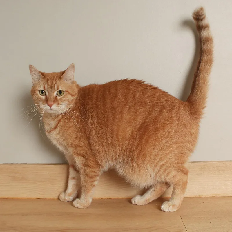 Peaches C thumbnail 3