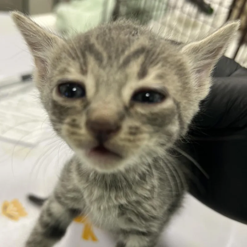 Pepper