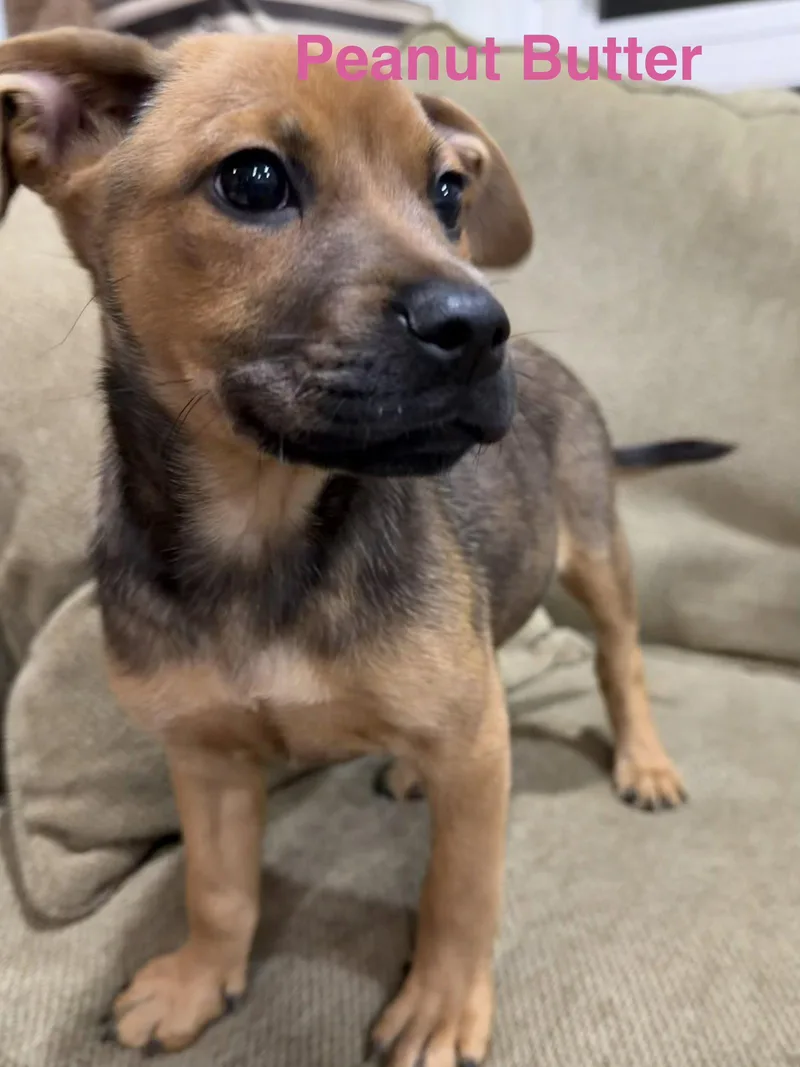 A baby medium-sized female Labrador Retriever dog named Peanut Butter for adoption in Union Beach, NJ