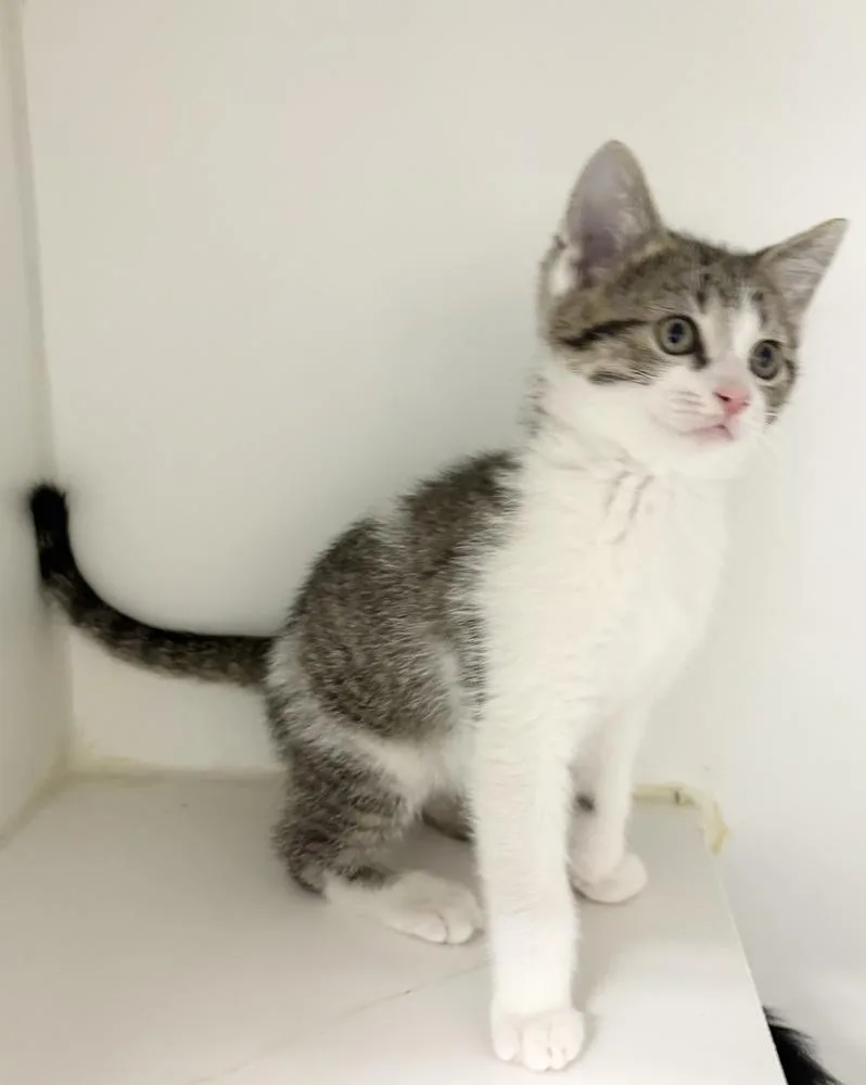 A baby small-sized male Domestic Short Hair cat named Victor for adoption in Rochester, IN