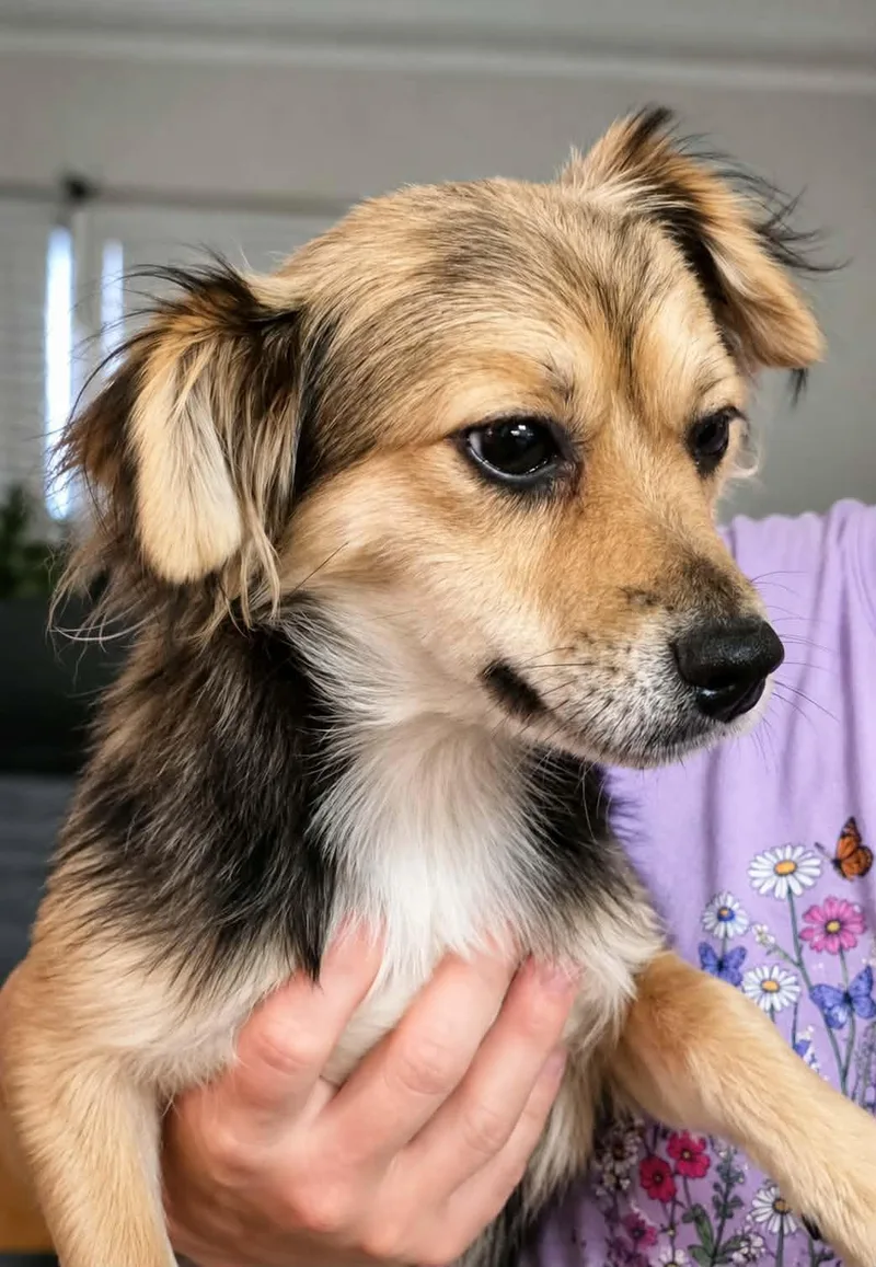 A young small-sized female Yorkshire Terrier dog named Moxie for adoption in Mukwonago, WI