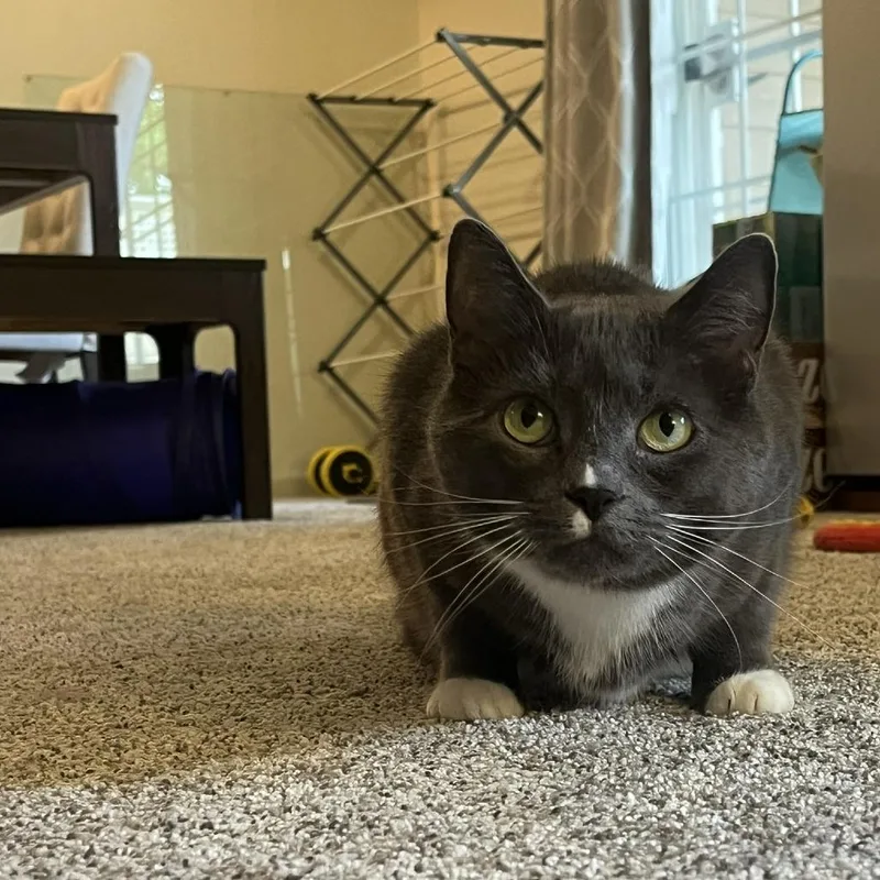 An adult large-sized male Gray / Blue / Silver Domestic Short Hair cat named Sheldon for adoption in Lakewood, CO
