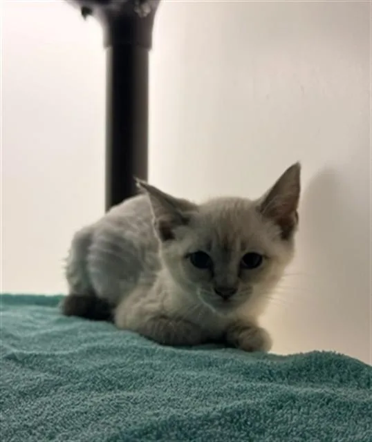 A baby small-sized female Domestic Short Hair cat named Arabella for adoption in Statesville, NC