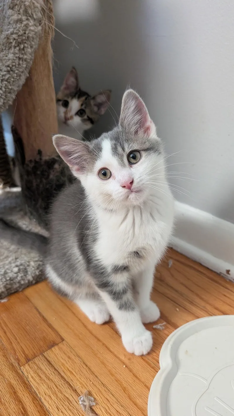 A baby medium-sized male Gray & White Domestic Short Hair cat named Bean & Biscuit for adoption in Wheaton, IL