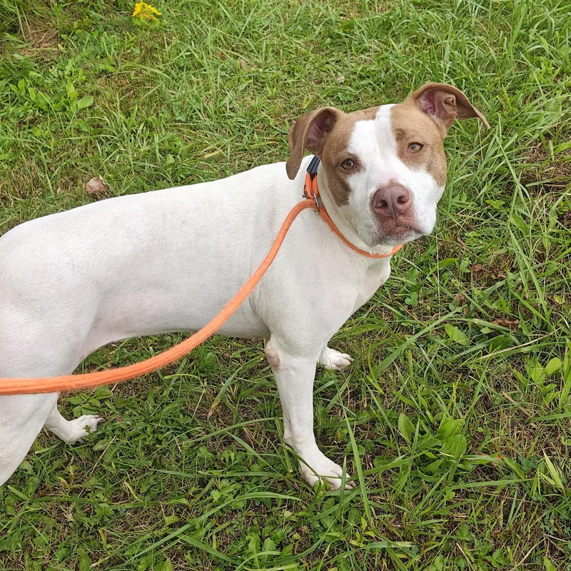 An adult medium-sized female Golden Mixed Breed dog named Oprah for adoption in Mount Pleasant, MI
