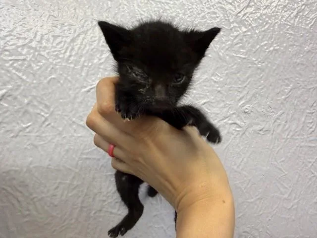A baby small-sized male Domestic Short Hair cat named Silas for adoption in Fairfield, CA