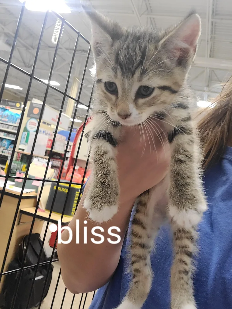 A baby medium-sized male Tabby (Tiger Striped) Domestic Short Hair cat named Bliss for adoption in Gerrardstown, WV