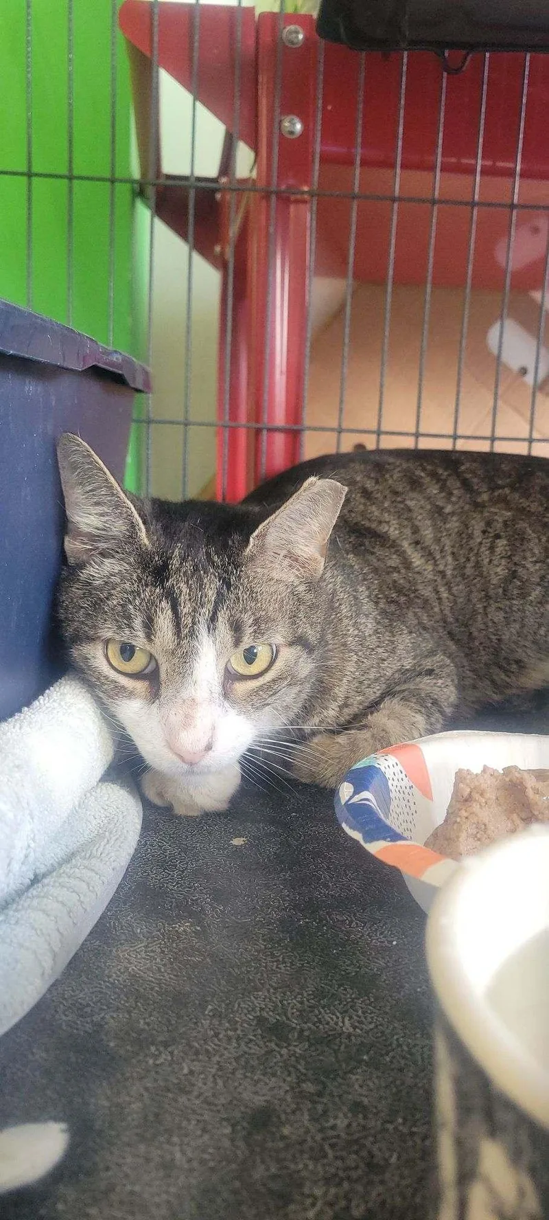 An adult medium-sized male Gray & White Domestic Short Hair cat named Apple Jax for adoption in Naples, FL