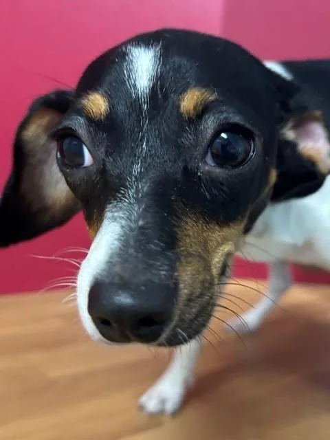 Penelope thumbnail 3