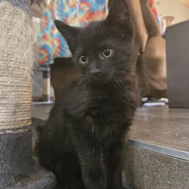 Black Jack