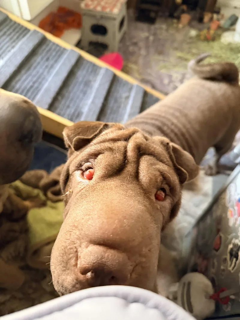 A young medium-sized female Shar-Pei dog named Cleo for adoption in Lake Forest, CA