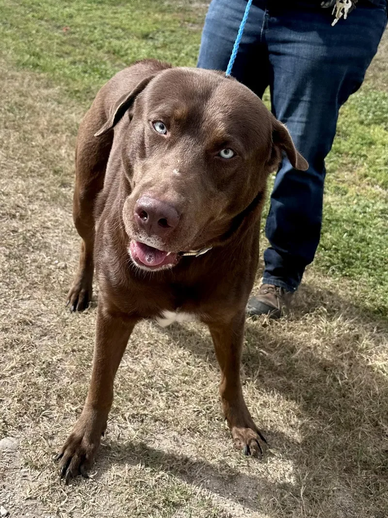 An adult large-sized male Chocolate Labrador Retriever dog named Goose for adoption in Edna, TX