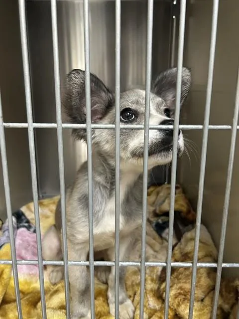 A baby small-sized male Siberian Husky dog named A for adoption in Sacramento, CA