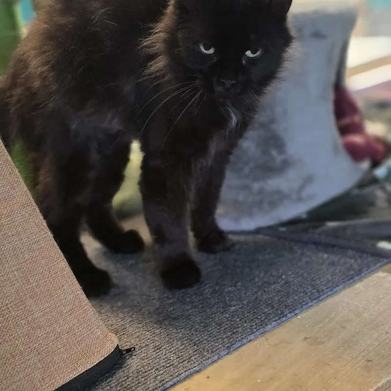 A senior small-sized female American Shorthair cat named Saphire for adoption in Petersburg, IN