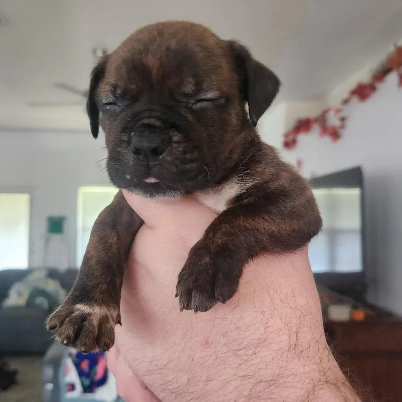 A baby small-sized female Catahoula Leopard Dog dog named Bashful for adoption in Merritt Island, FL