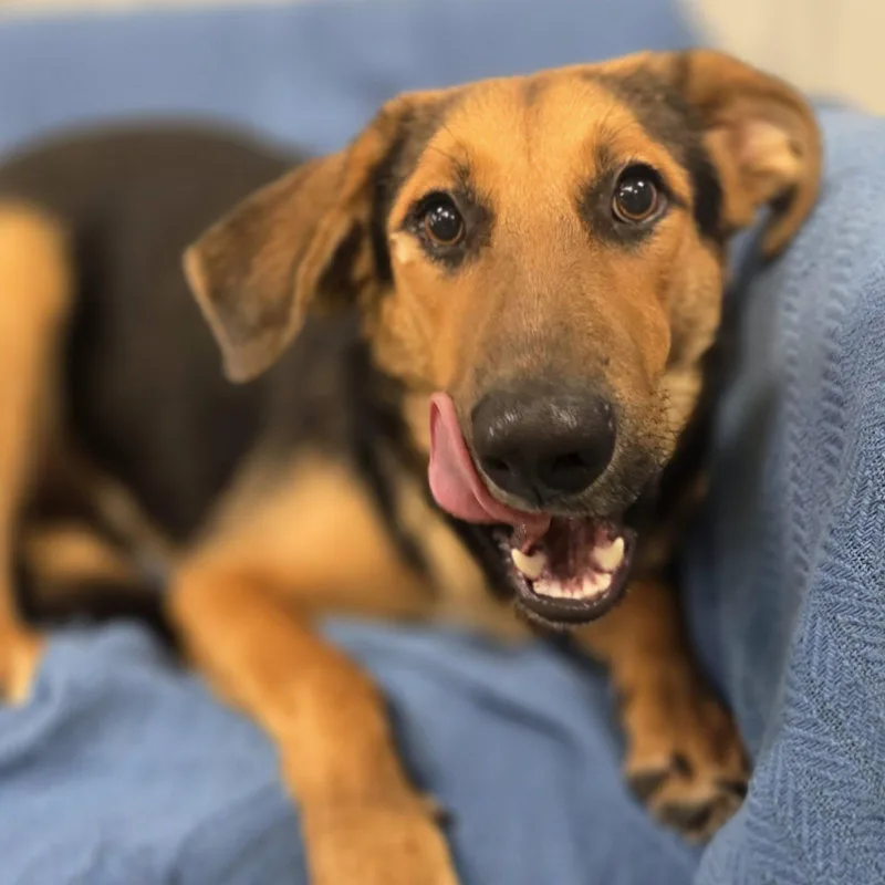 A young large-sized female Shepherd dog named Kyra Sedgwick for adoption in Racine, WI