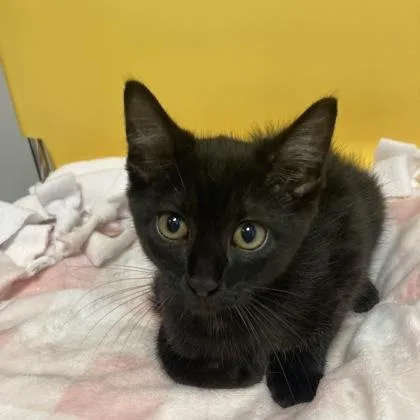 A baby small-sized female Domestic Short Hair cat named Basil for adoption in Janesville, WI
