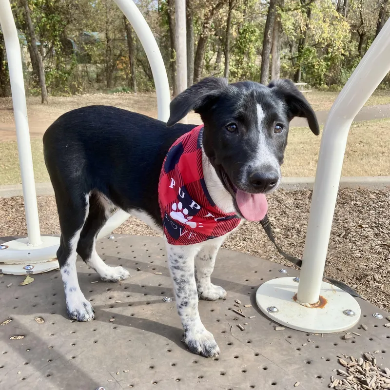 Clifford thumbnail 2