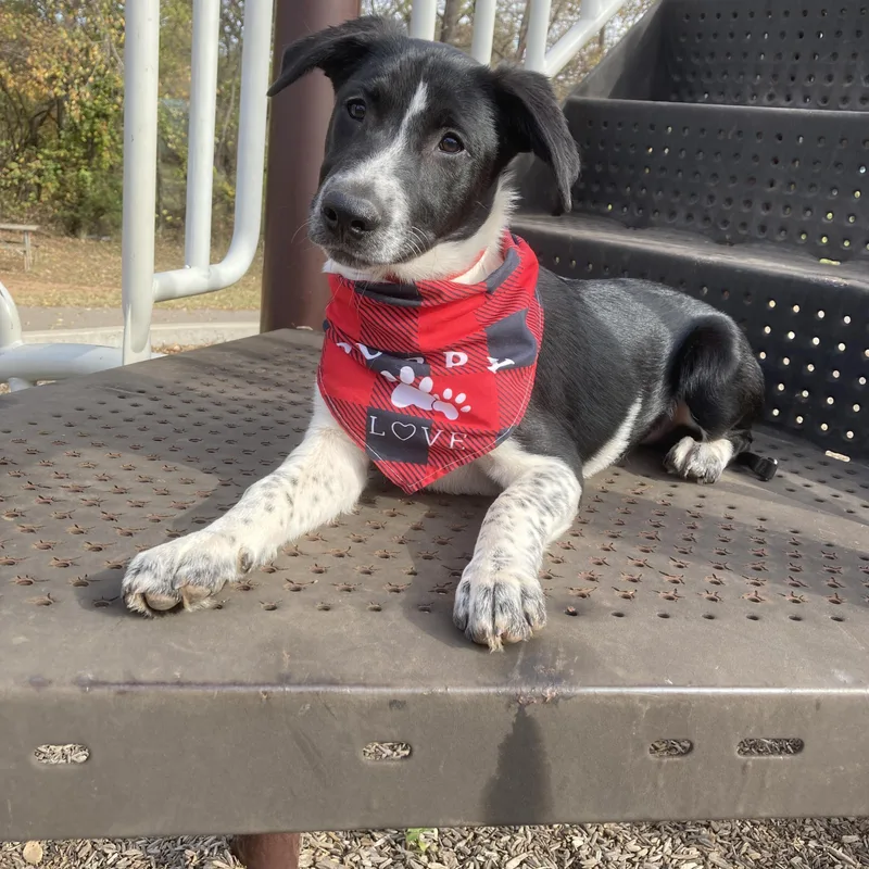 Clifford thumbnail 4