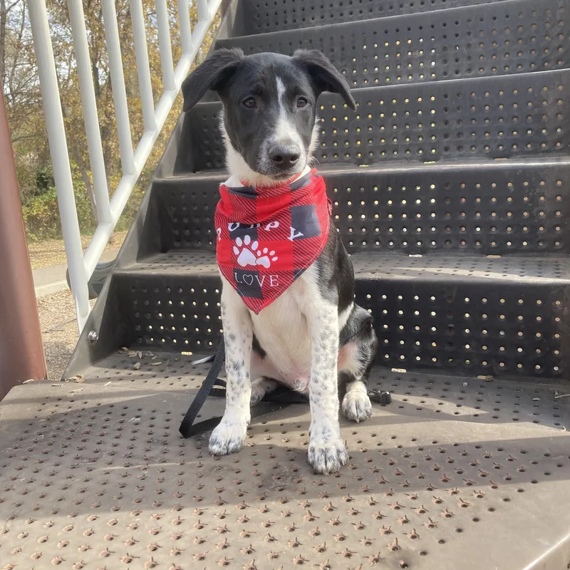 Clifford thumbnail 5