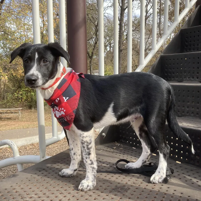 Clifford thumbnail 6