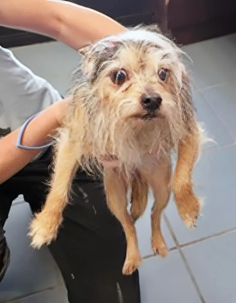 A senior small-sized female Gray / Blue / Silver Mixed Breed dog named Auntie for adoption in Nashville, TN
