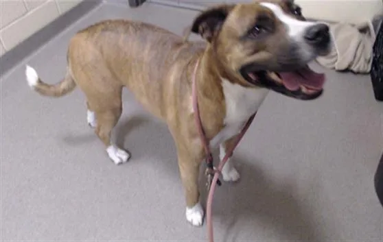An adult large-sized female Boxer dog named Reses for adoption in Denver, CO