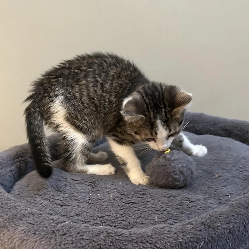 A young medium-sized male Brown / Chocolate Domestic Short Hair cat named Cello for adoption in Evanston, IL