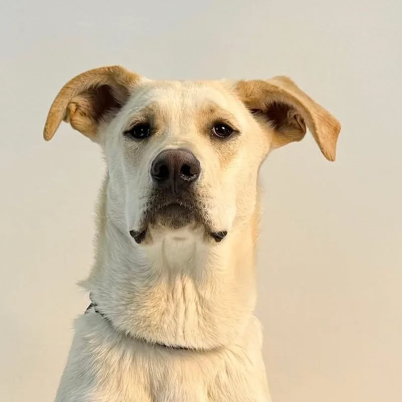 Lennon And Mccartney thumbnail 3