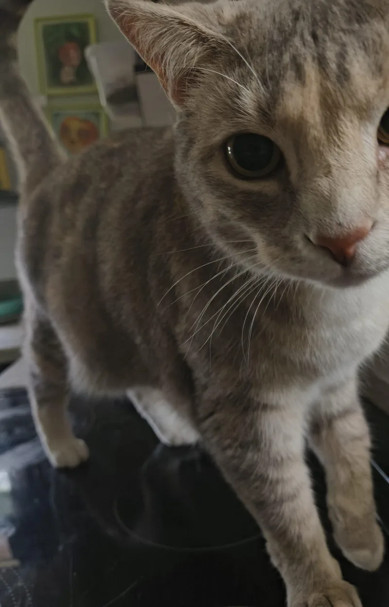 A young large-sized female Dilute Calico Domestic Short Hair cat named Brandy for adoption in Newton, NC