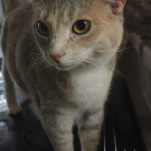 Brandy thumbnail 2