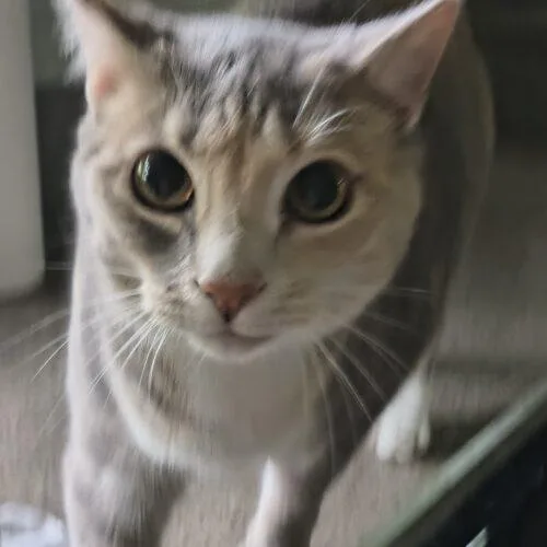 Brandy thumbnail 3