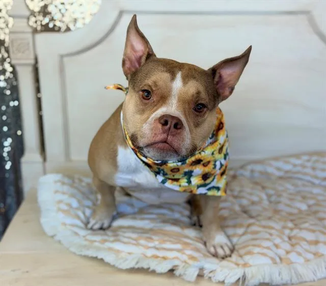 An adult medium-sized female American Bully dog named Delilah for adoption in Fairfield, CA