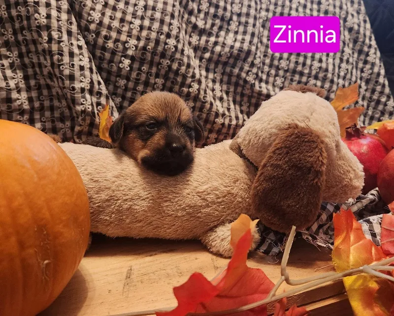 A baby small-sized female Dachshund dog named Puppy Zinnia for adoption in Los Angeles, CA