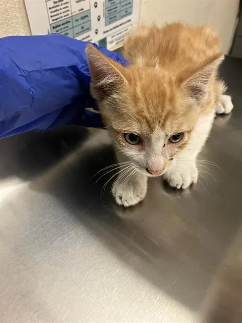 A baby small-sized male Domestic Short Hair cat named Jet for adoption in Long Beach, CA