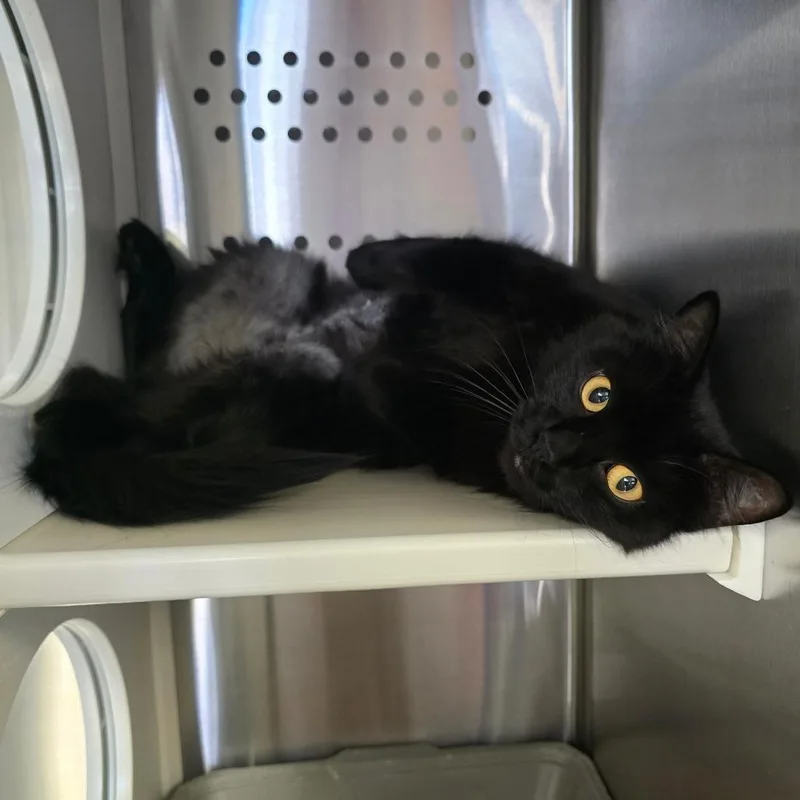 A young medium-sized female Black Domestic Long Hair cat named Molly for adoption in Spokane, WA