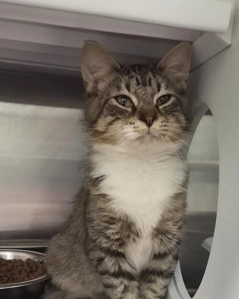 A young medium-sized male Domestic Short Hair cat named Cage for adoption in Athens, TN