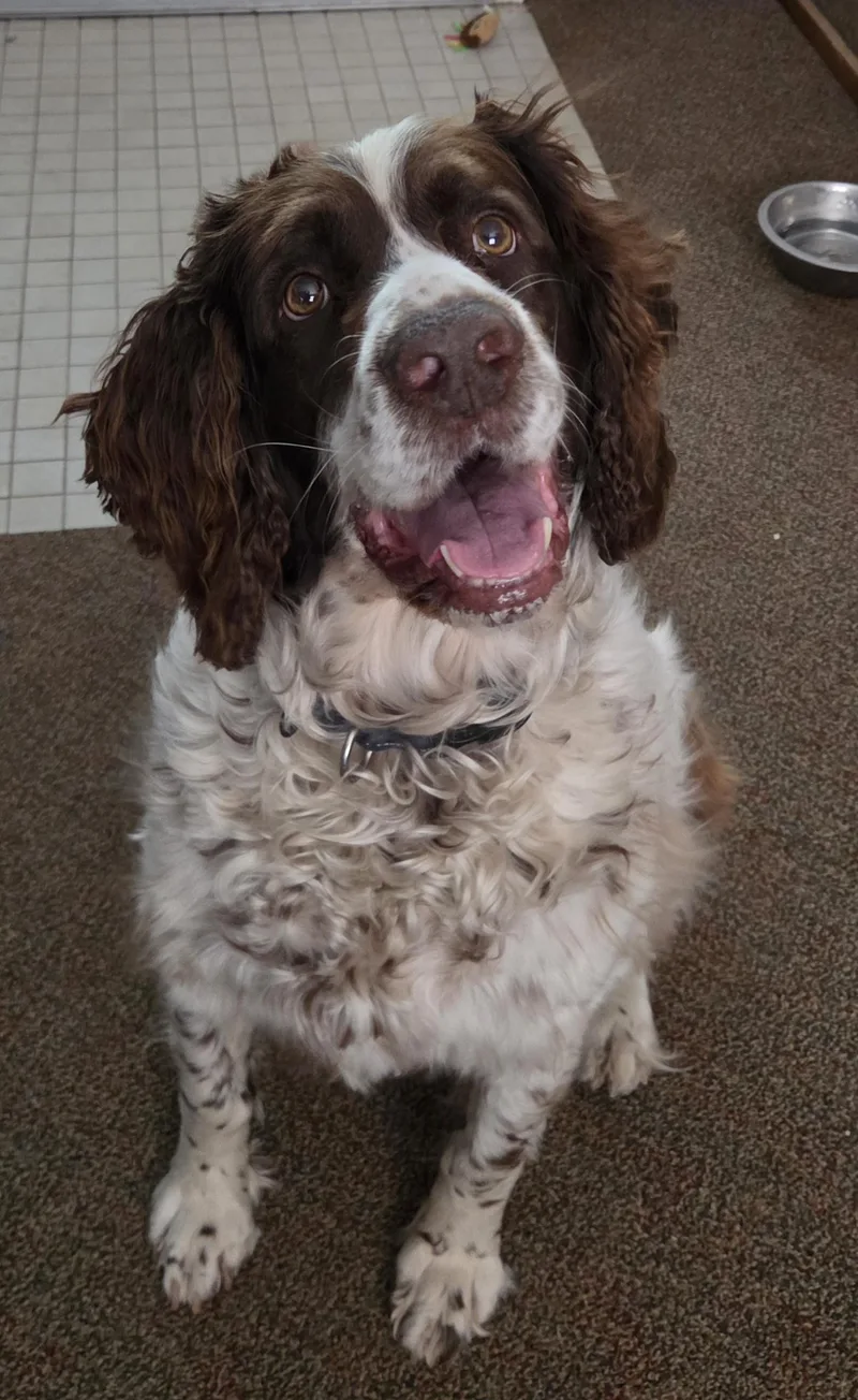 An adult medium-sized female English Springer Spaniel dog named Emmy for adoption in Newcastle, WY