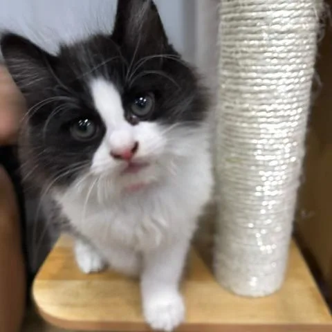 A baby small-sized female Domestic Long Hair cat named Sandy for adoption in Normal, IL